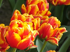 tulipsNL (41)